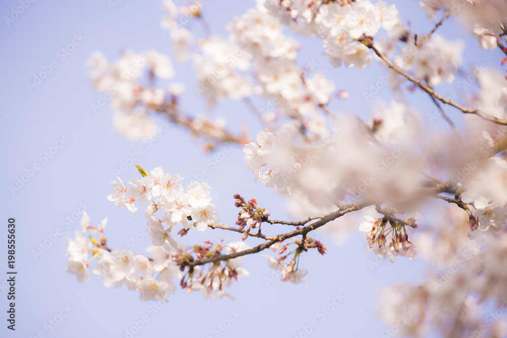 木, とぶ, 全盛期, 花, サクランボ, ブランチ, 自然, 空, 白, sakura, 花, ピンク, 咲く, すごい, 青, 植える, 美しさ, 全盛期, 季節, 庭, つぼみ, 日本, フローラル, 4月