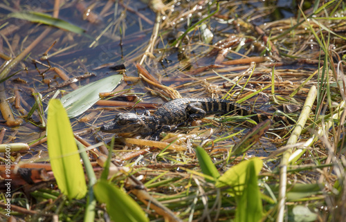 baby alligator hatchling has mother nearby