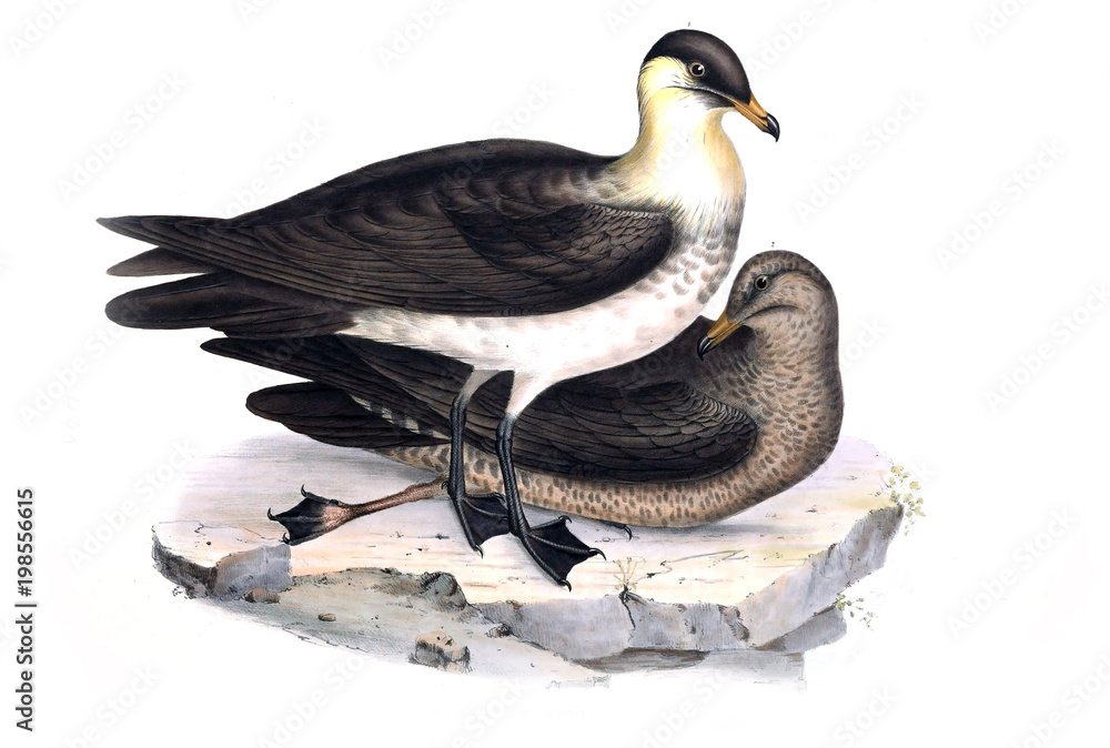 Naklejka premium Illustration of a bird