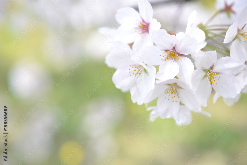 桜 玉ボケ 桜 玉ボケ