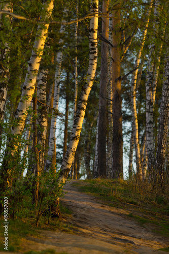 footpath in spring forest, early morning golden sun light
