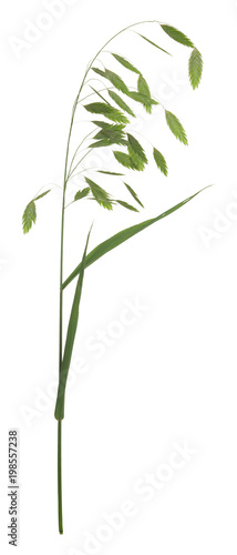 Woodoats  Chasmanthium latifolium isolated on white background