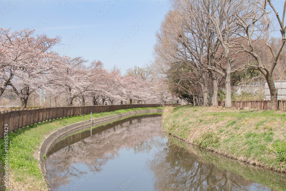 見沼用水路沿いの桜 見沼用水路沿いの桜