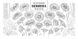 Set of isolated gerbera in 26 styles.