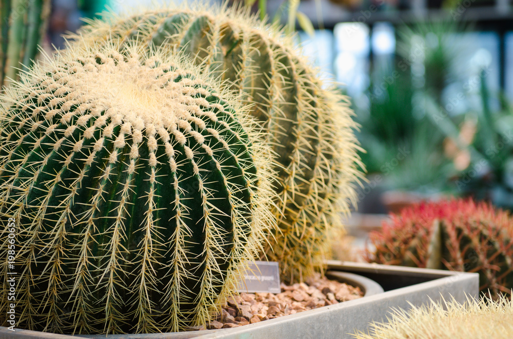 Cacti. Green cacti in rocky soil in large collection Cacti. Green cacti in rocky soil in large collection