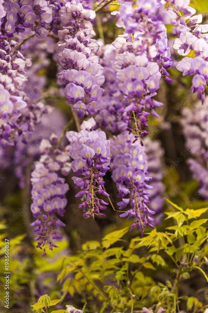 Spring concept. Beautiful blooming wisteria. Spring concept. Beautiful blooming wisteria.