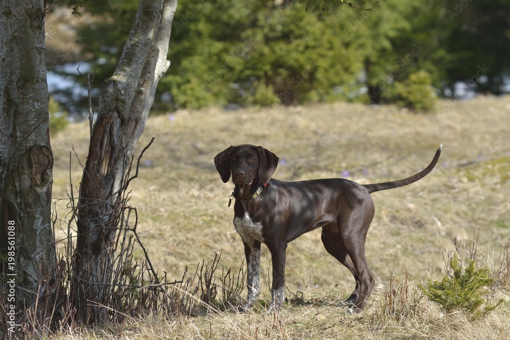 Deutsch Kurzhaar German Short-haired Pointing Dog in the forest