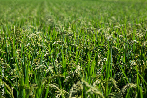 Full Rice field
