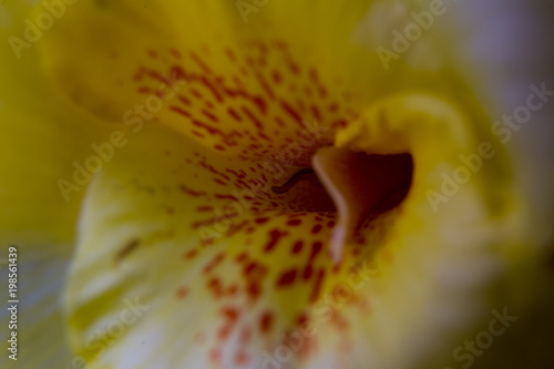 Looking into a flower's throat macro