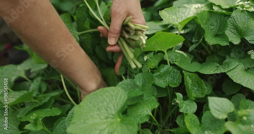 野生のわさびを収穫