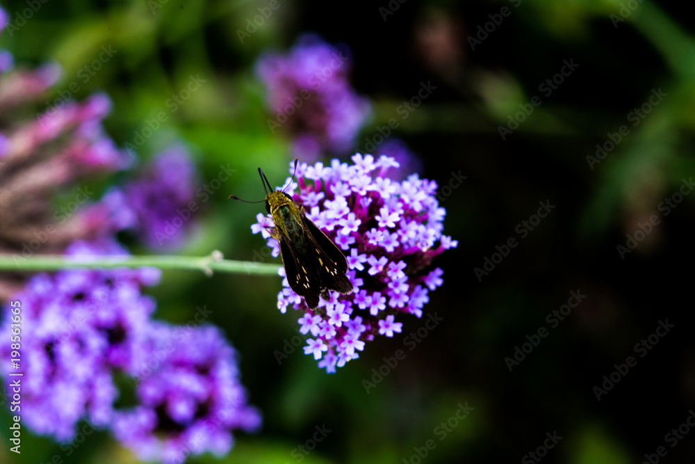 Fototapeta premium Moth on a purple flower cluster