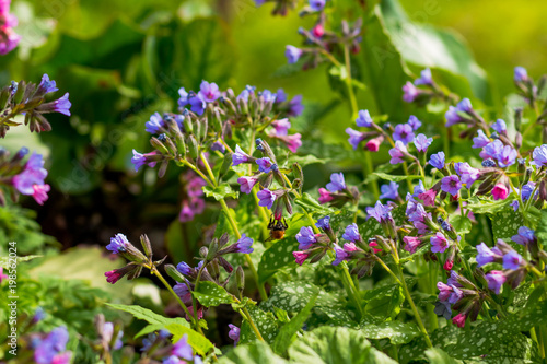 colorful spring forest flowers.Pink and blue flowers Unspotted lungwort or Suffolk lungwort Pulmonaria obskura in the early spring