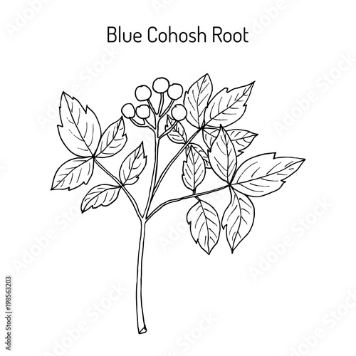 Blue cohosh Caulophyllum thalictroides , medicinal plant
