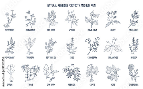 Natural remedies for tooth and gum pain, botanical set.