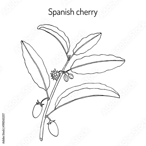 Spanish cherry Mimusops elengi , or Bakula, medicinal plant