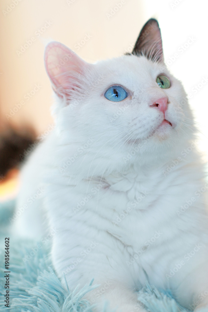 Close up of a beautiful white cat with odd eyes