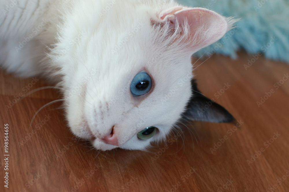 Obraz premium Close up of a beautiful odd eyed cat