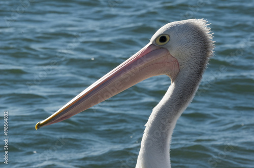 Pelican head shot © david hutchinson