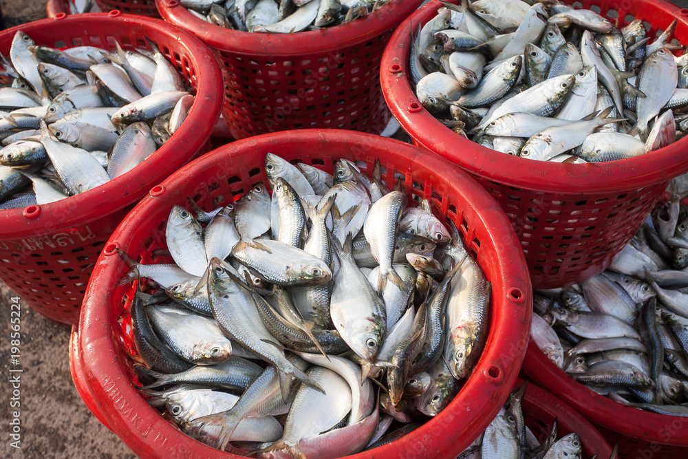 Fish in the basket Fish in the basket