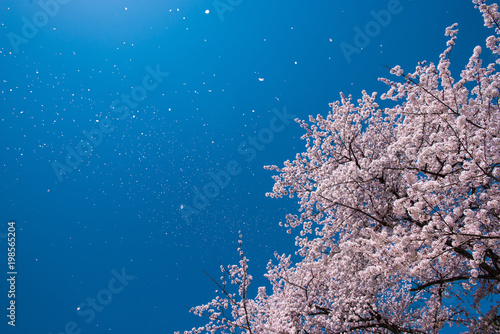 青空に舞う桜吹雪