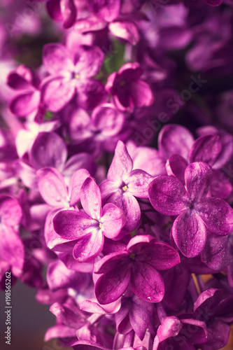 Lilac flowers background © Igor Syrbu