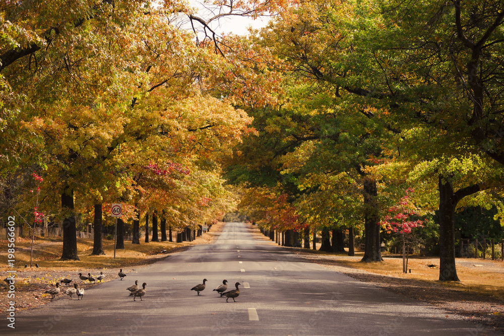 Beautiful Trees in Autumn Lining Street in Macedon, Australia