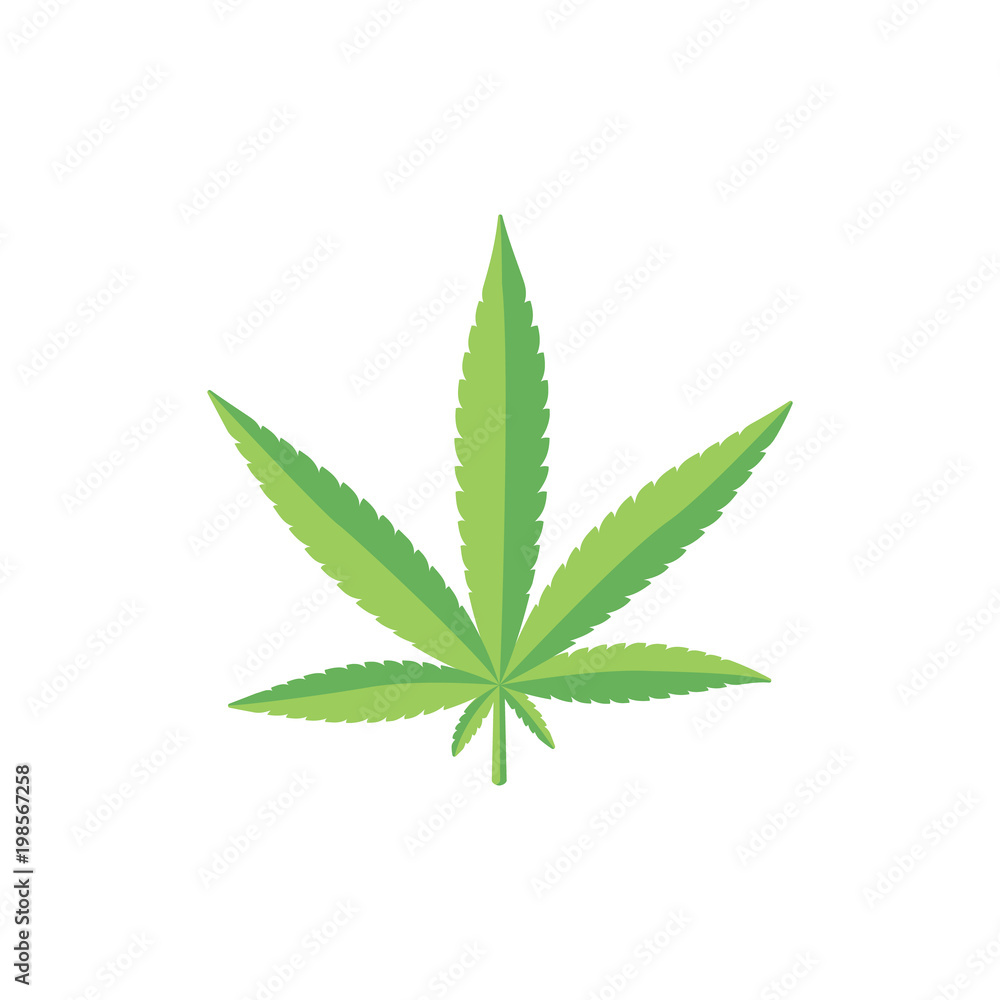Flat style fresh green cannabis, marijuana leaf Flat style fresh green cannabis, marijuana leaf