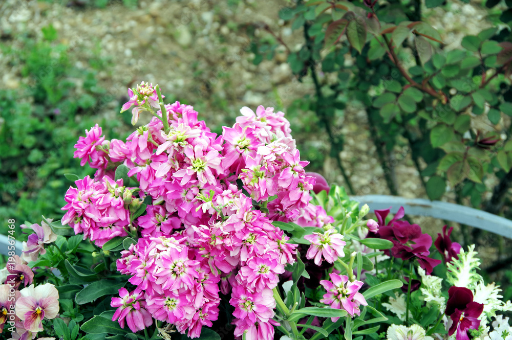 ストックの花