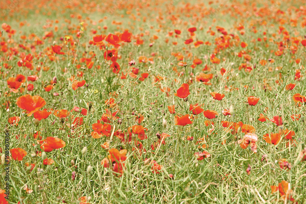 Flowers Red poppies blossom on wild field.
