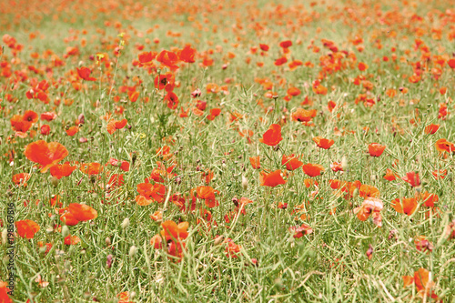 Flowers Red poppies blossom on wild field.