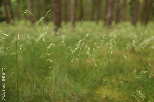 Close up of the leaves of grass in the forestn photo