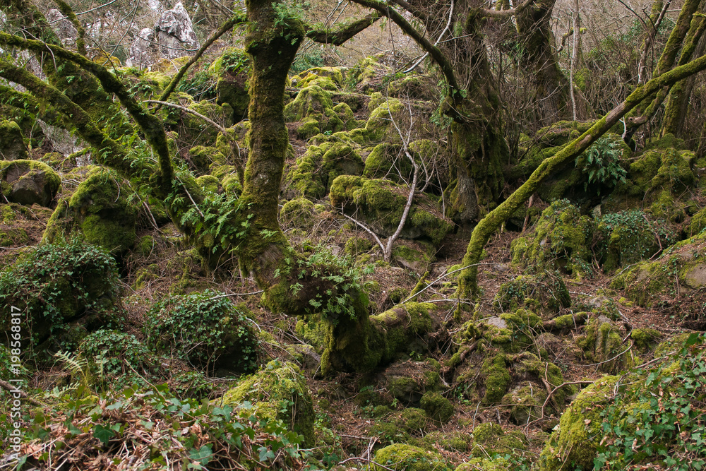 Bosco del Sasseto chiamato anche il bosco di Biancaneve in Lazio Bosco del Sasseto chiamato anche il bosco di Biancaneve in Lazio