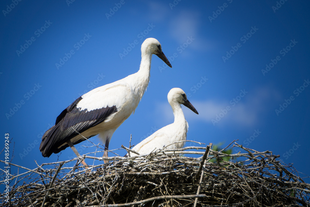 A pair of storks sitting in the nest placed in the park in summer, with blue cloudy sky in the background. A pair of storks sitting in the nest placed in the park in summer, with blue cloudy sky in the background.