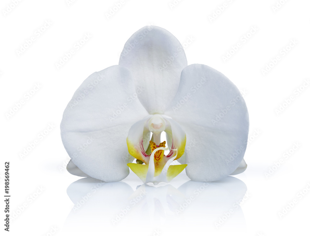 Beautiful white orchid phalaenopsis flower