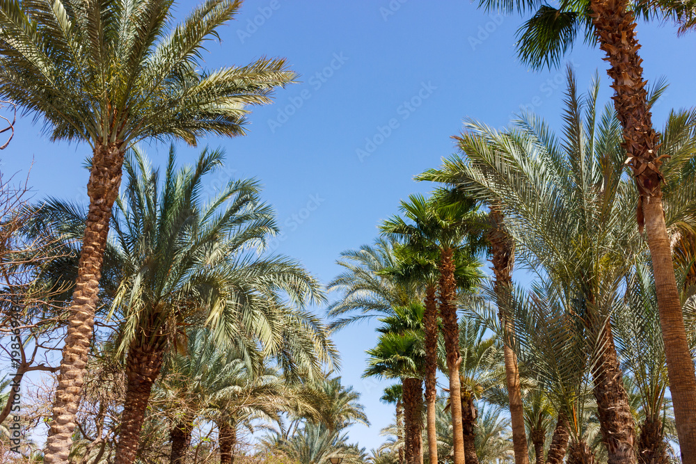 alley of palms on clear sky background