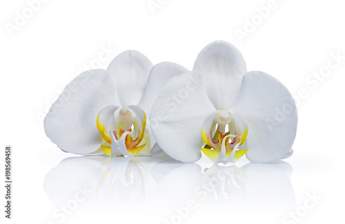 Fototapeta Naklejka Na Ścianę i Meble -  Beautiful white orchid phalaenopsis flowers