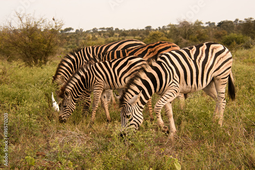 Section of a Burchell’s Zebra herd grazing 
