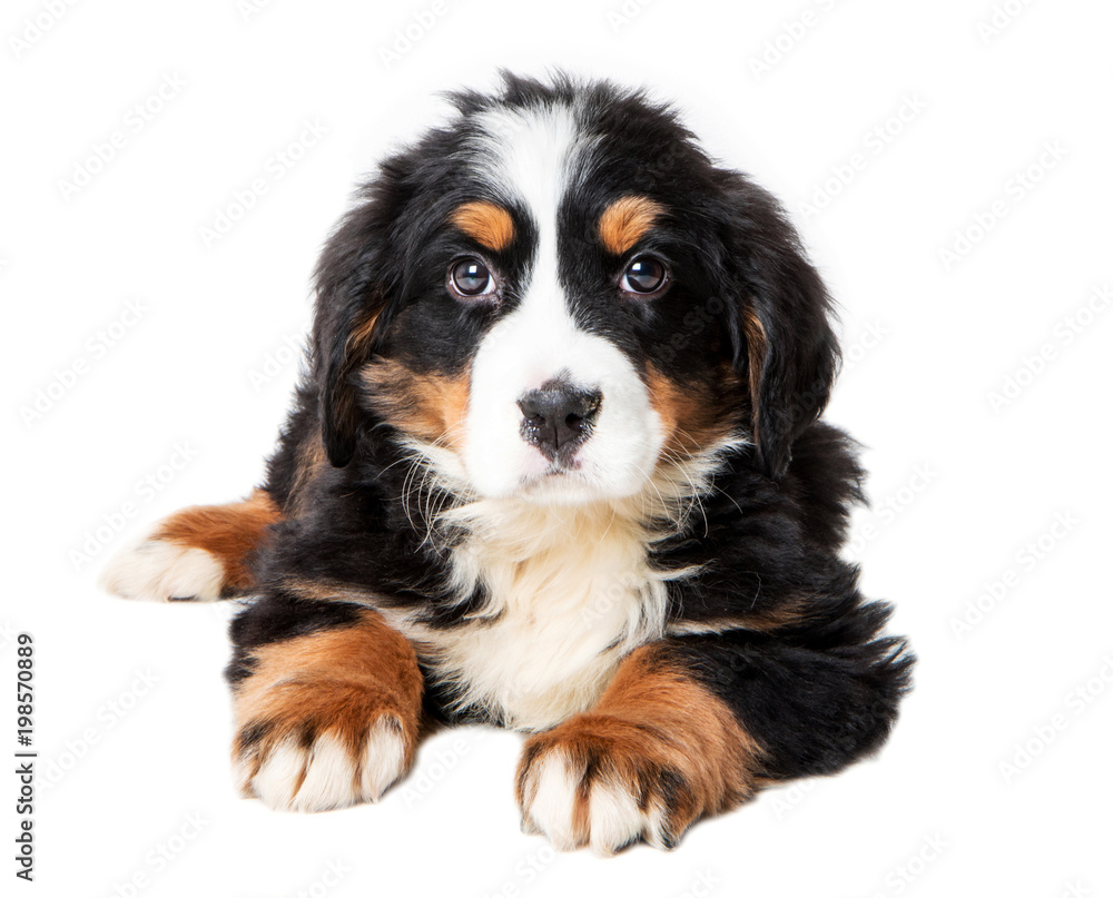 bernese mountain dog puppy isolated on white background