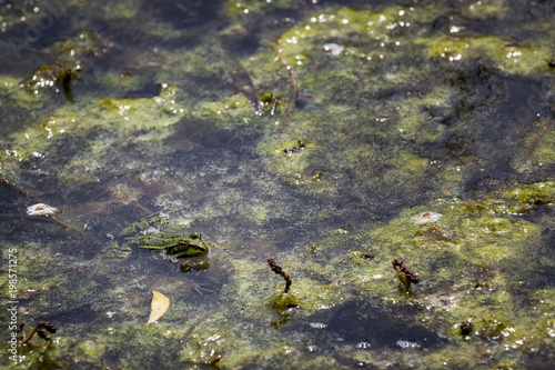 Grenouille rainette verte d'Europe et milieu aquatique © Guillaume FREY