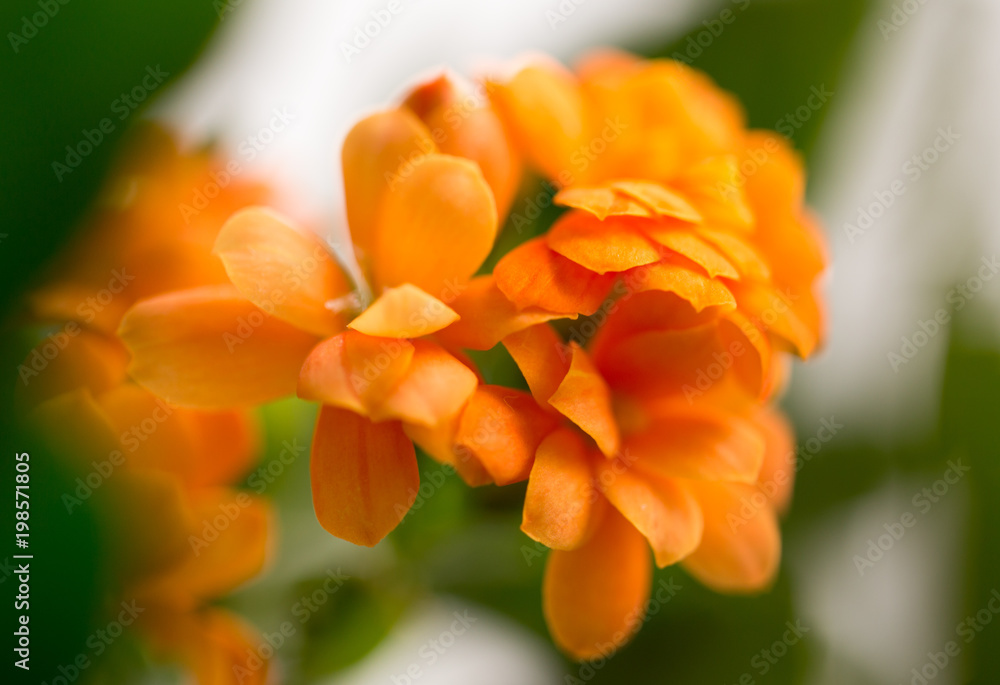 A small orange flower as a background A small orange flower as a background