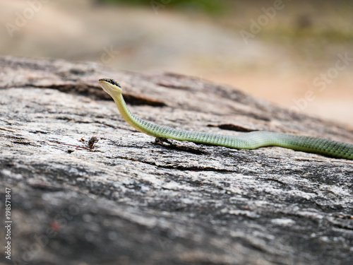 Golden Tree Snake (Chrysopelea ornata)