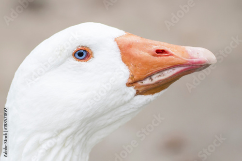 Blue Eyed Goose
