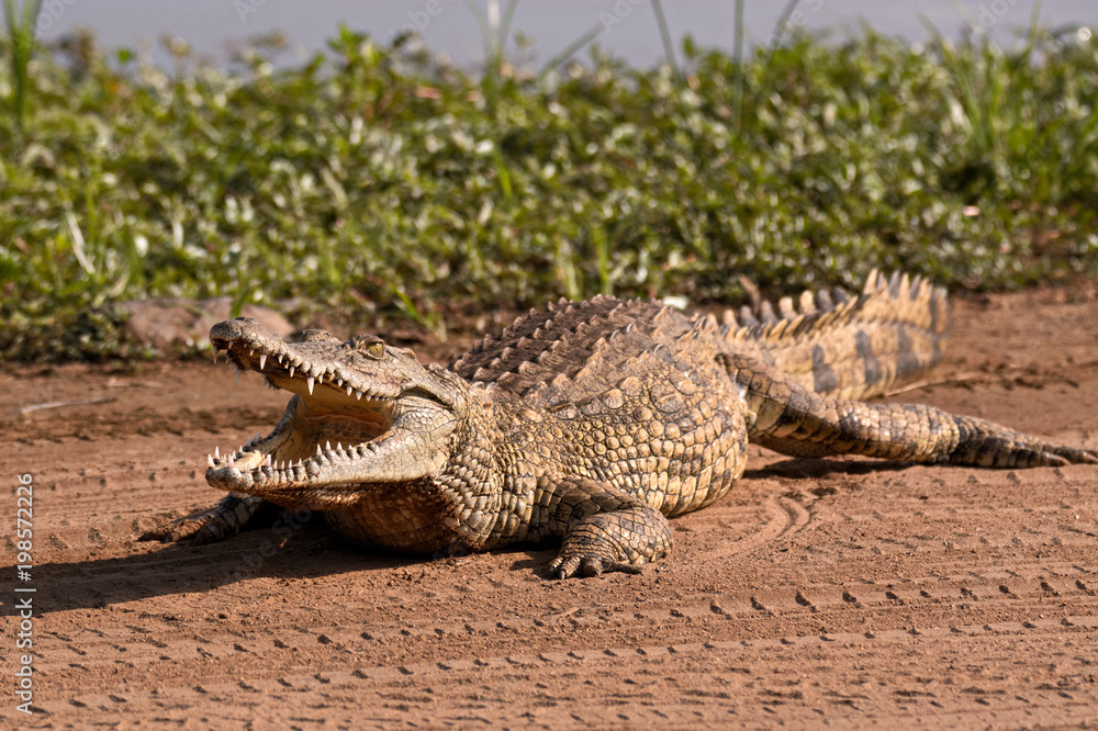 Fototapeta premium Young Nile Crocodile resting on the riverbank 