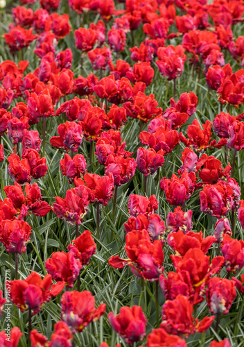 Abstract background . Colorful tulips flowers blooming in a park © wjarek