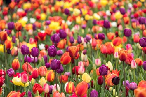 Abstract background . Colorful tulips flowers blooming in a park