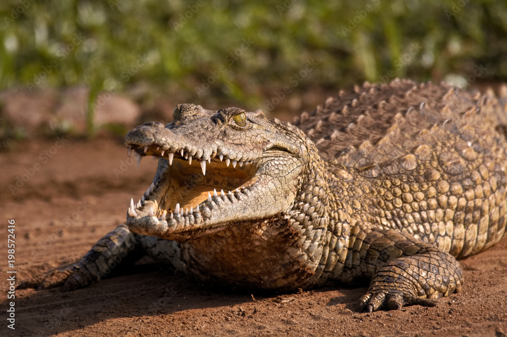 Young Nile Crocodile basking on the banks of a river Young Nile Crocodile basking on the banks of a river