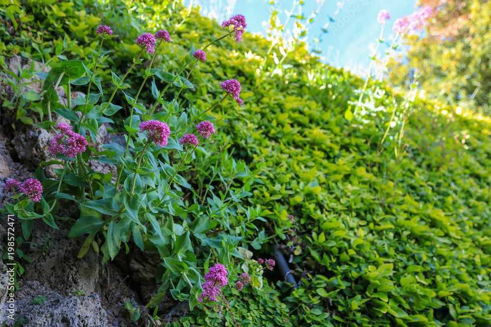 Close up of pink flowers in garden