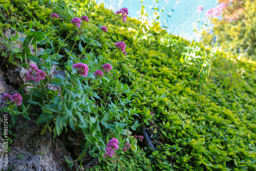 Close up of pink flowers in garden