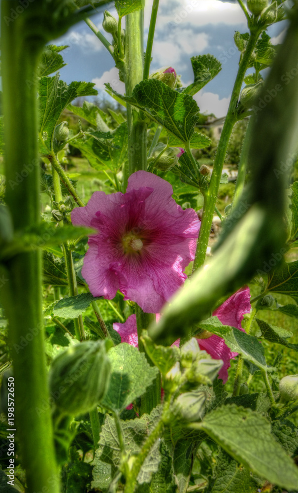 Fototapeta premium Flower in the garden 2