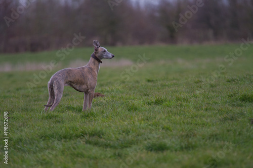 Whippet dog standing in countryside 